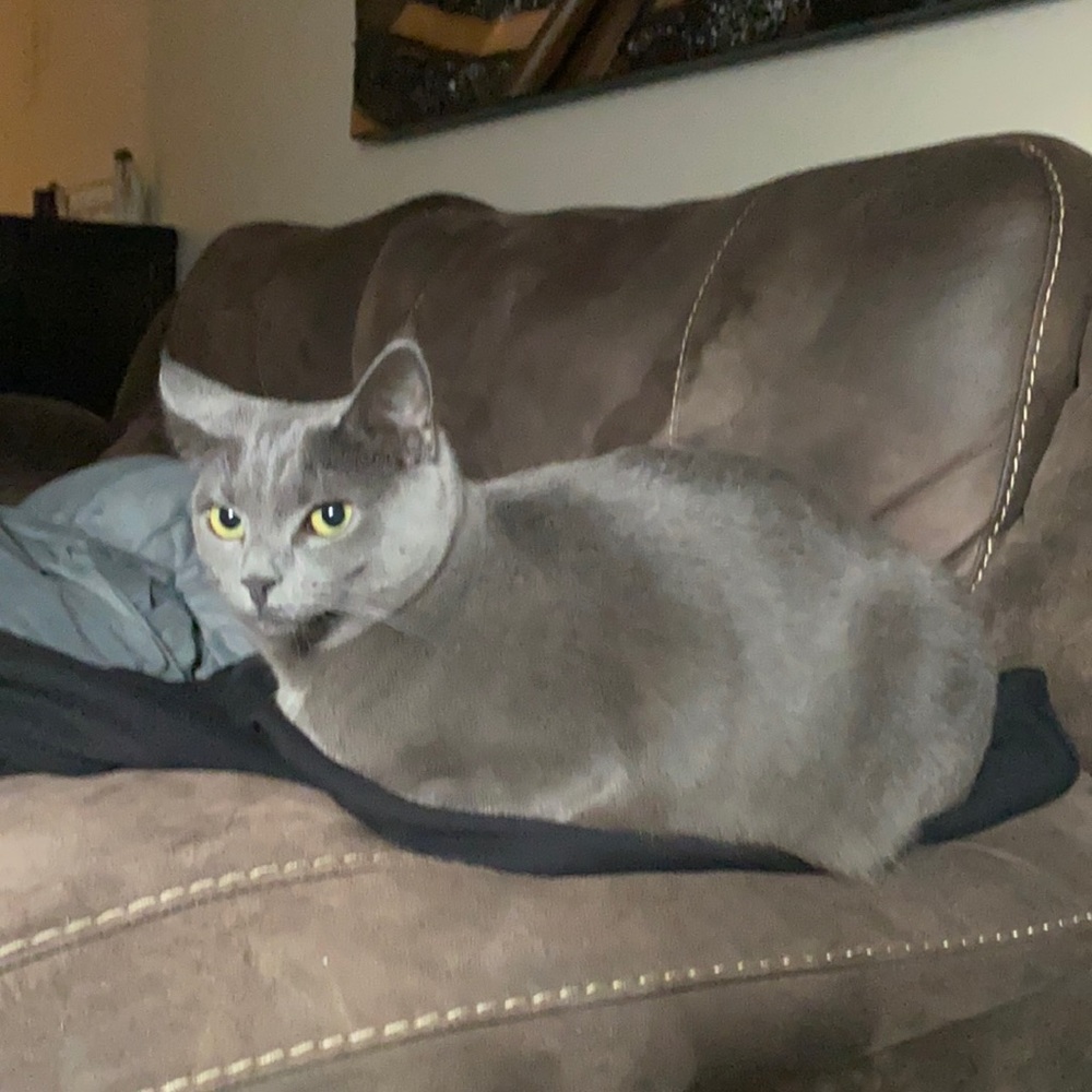 My Fur Babies